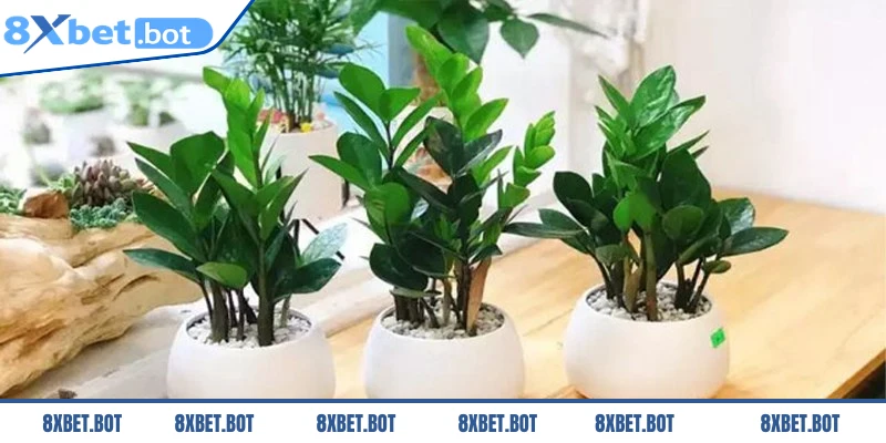 Mua cây Kim Tiền tăng cơ hội thắng trong các trận cược bóng đá